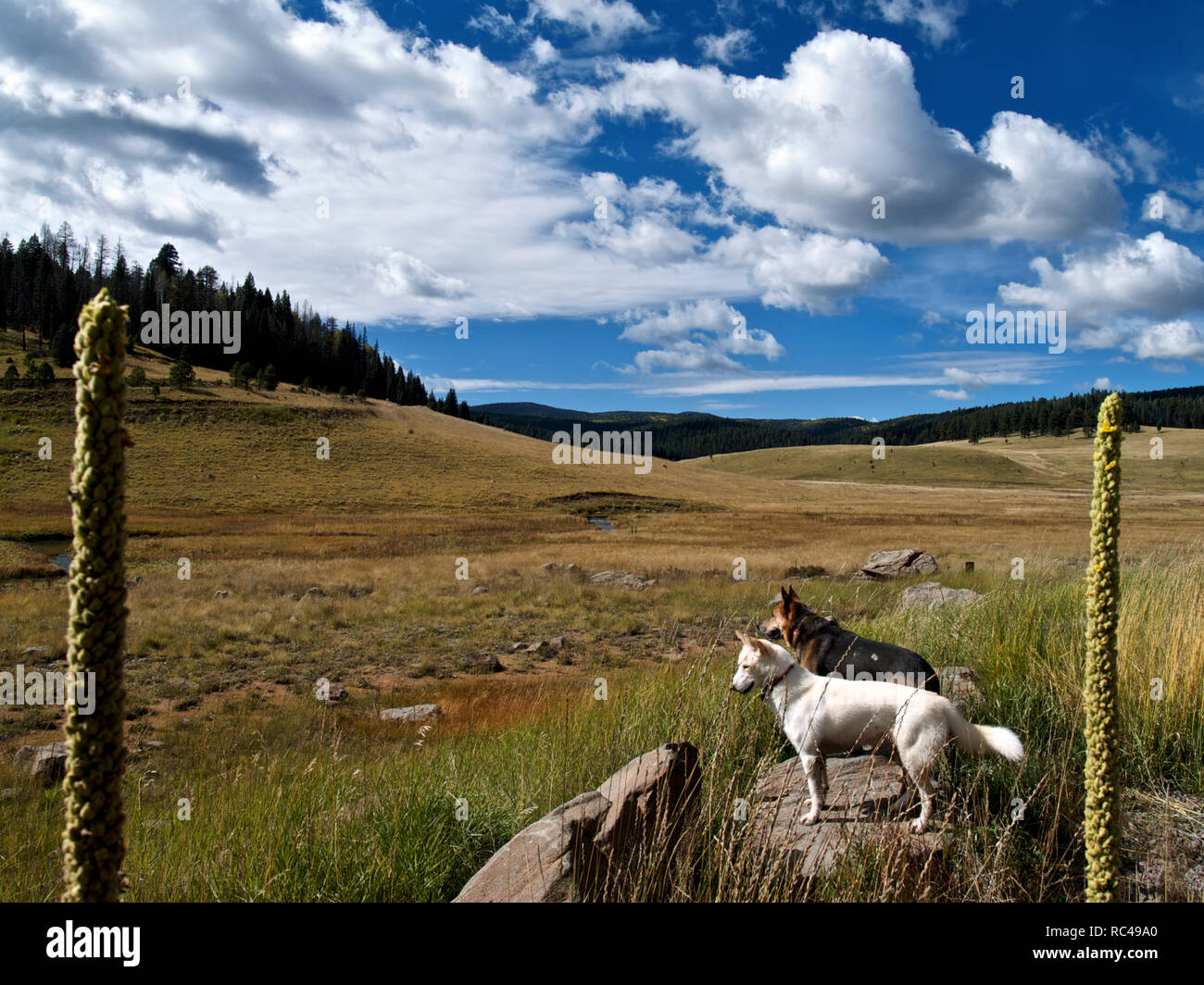 Hunde auf der Spur Stockfoto