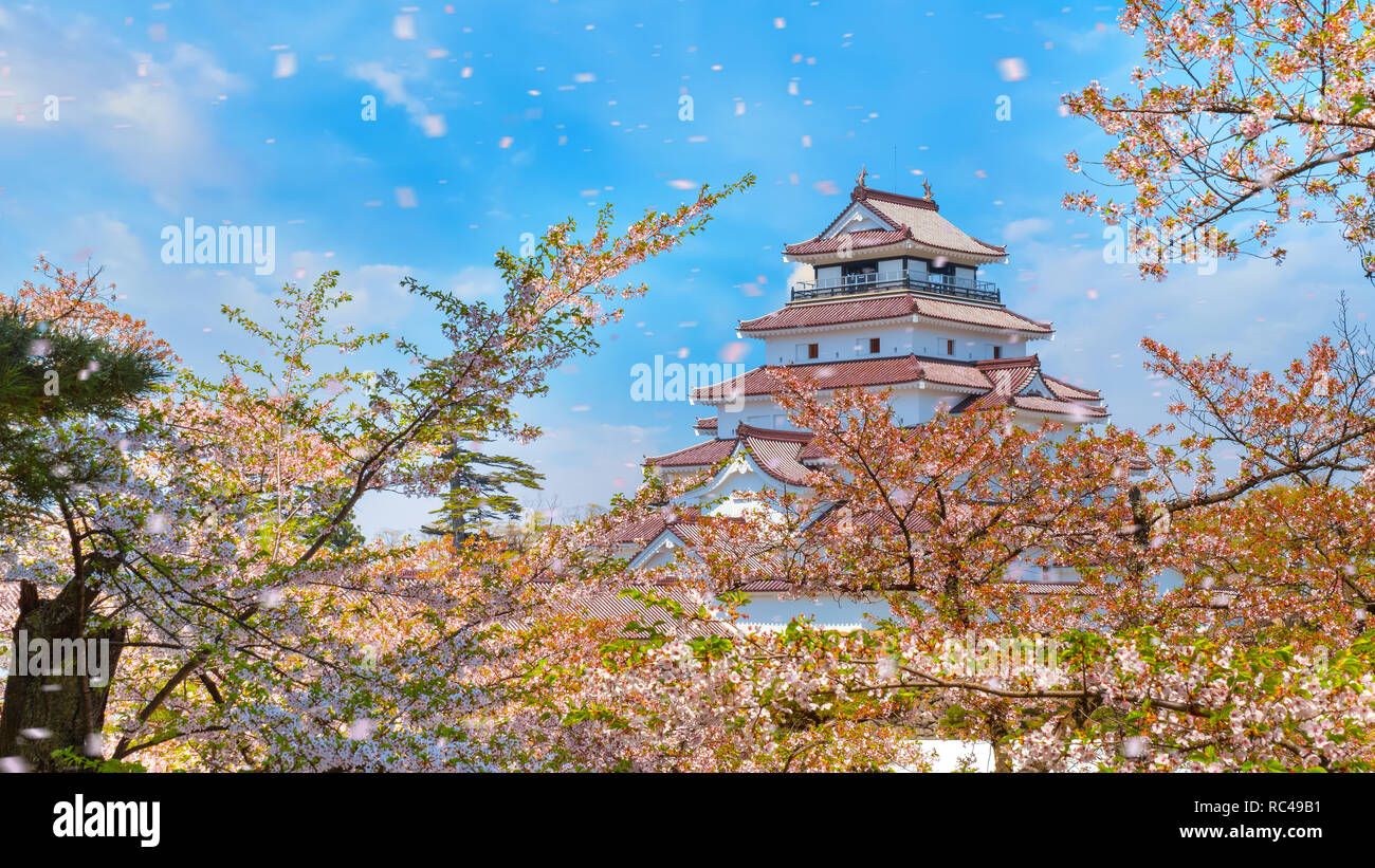 Aizuwakamatsu Schloss und Kirschblüte in Fukushima, Japan Aizuwakamatsu, Japan - 21 April 2018: aizu-wakamatsu Schloss und Kirschblüte gebaut von einem Stockfoto
