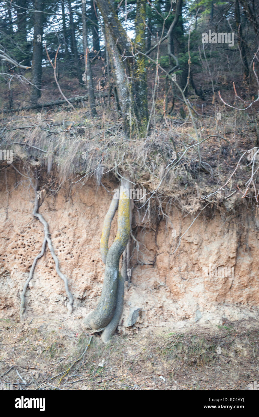 Schichten Boden rote Erde wurzeln im Boden Boden Profil Boden Zonen Bäume wachsen auf Böden abgetrennten Teil des Bodens. Bäume wachsen über dem Boden Stockfoto