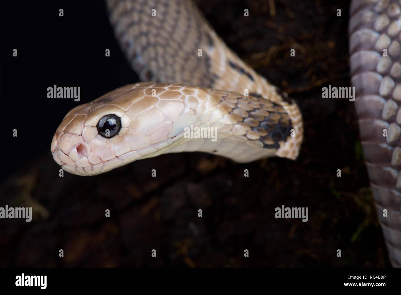 Taiwan Kobra (Naja atra Formosa) Stockfoto