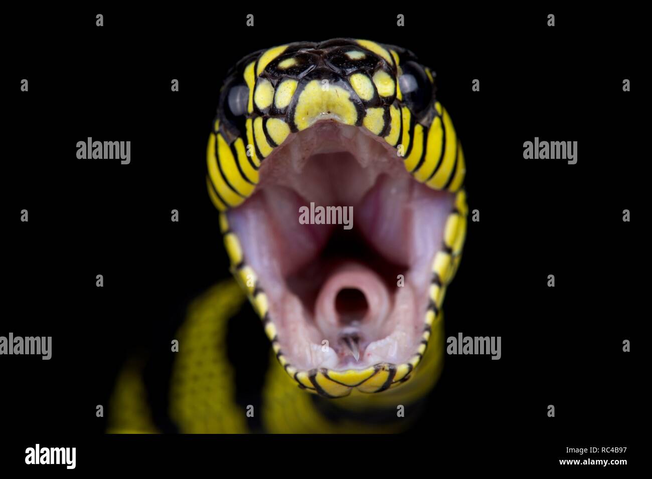 Philippinische gold beringt Schlange (Boiga dendrophila latifasciata) Stockfoto