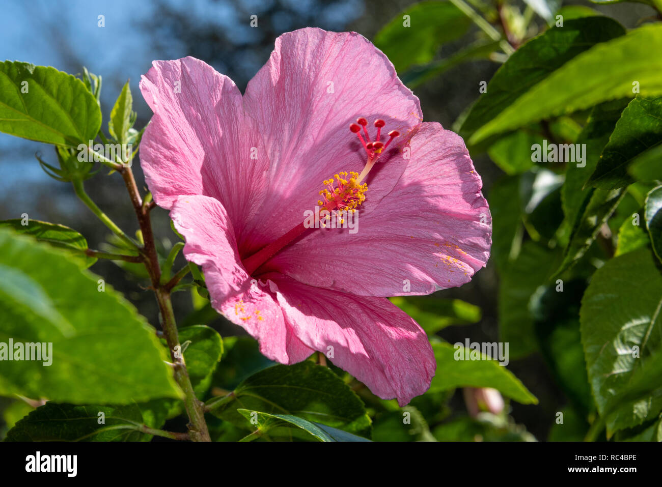 Rosa Hibiskus (Hibiscus rosa-sinensis) in Palm Beach, Florida. (USA) Stockfoto