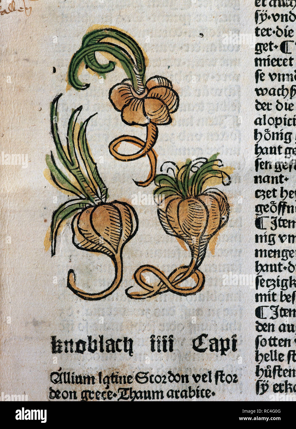 Hortus Sanitatis (Gart der Gesundheit). Buch der natürlichen Geschichte Geschrieben von der Deutsche Arzt Johann Wonnecke von Kaub (Johannes de Cuba) (1430-1503). Seite aus dem Tractatus de Herbis, Knoblauch. Folio 5. Von Johann Schoensperger in Augsburg (Deutschland), 1487 bearbeitet werden. Stockfoto