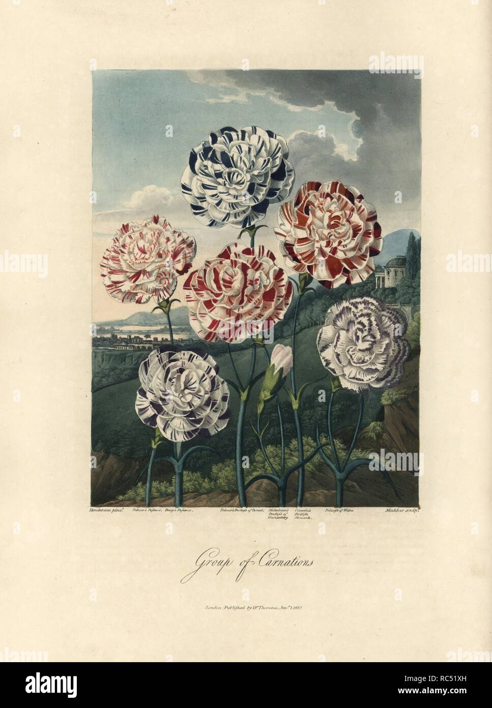 Gruppe von Nelken, Dianthus caryophyllus Sorten: Palmer's Defiance, Davey's Defiance, Herzogin von Dorset, Herzogin von Württemberg, Britische Caustin von Monarch und der Prinzessin von Wales. Von Henderson, von Maddox graviert gemalt. Papierkörbe Walze Kupferstich von Dr. Robert Thornton's 'Tempel der Flora, 'Lotterie edition, London, 1812. Die Illustrationen waren ein Mix aus der Aquatinta, schabkunst und Walze auf Stiche von Hand beendet. Stockfoto