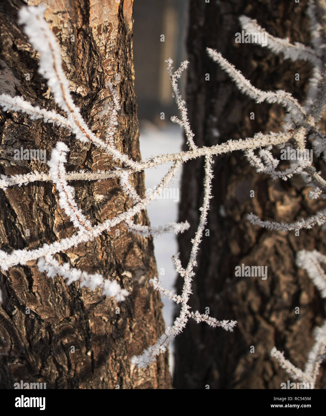 Ulme unter Schnee. Winter. Baum im Hintergrund. Stockfoto