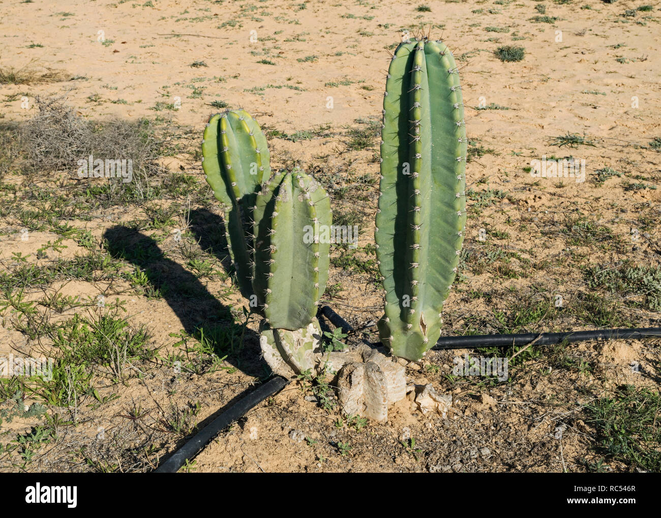 Eine Nacht blühende peruanischen cereus Kaktus gewachsen für seine Frucht mit modernen Tropfbewässerung auf organischer Herb Farm in der Wüste Negev Stockfoto