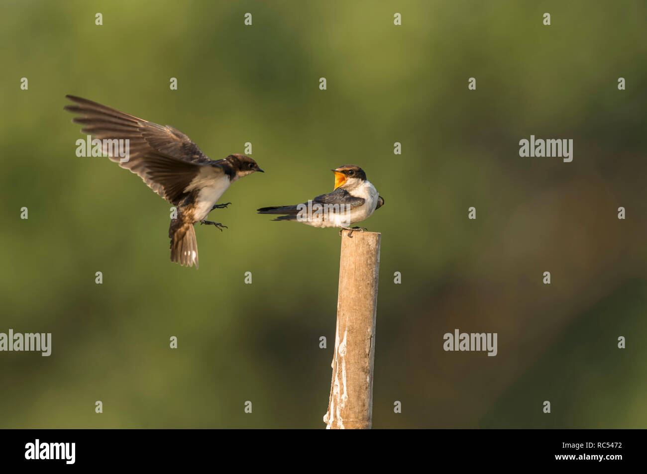 Kabel-tailed Swallow, Hirundo smithii, Ghansoli, Maharashtra, Indien Stockfoto