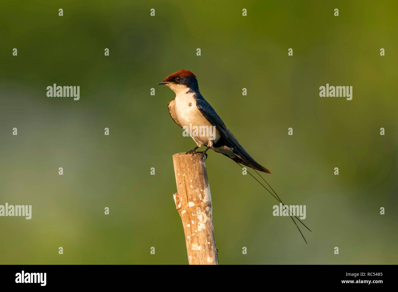 Kabel-tailed Swallow, Hirundo smithii, Ghansoli, Maharashtra, Indien Stockfoto