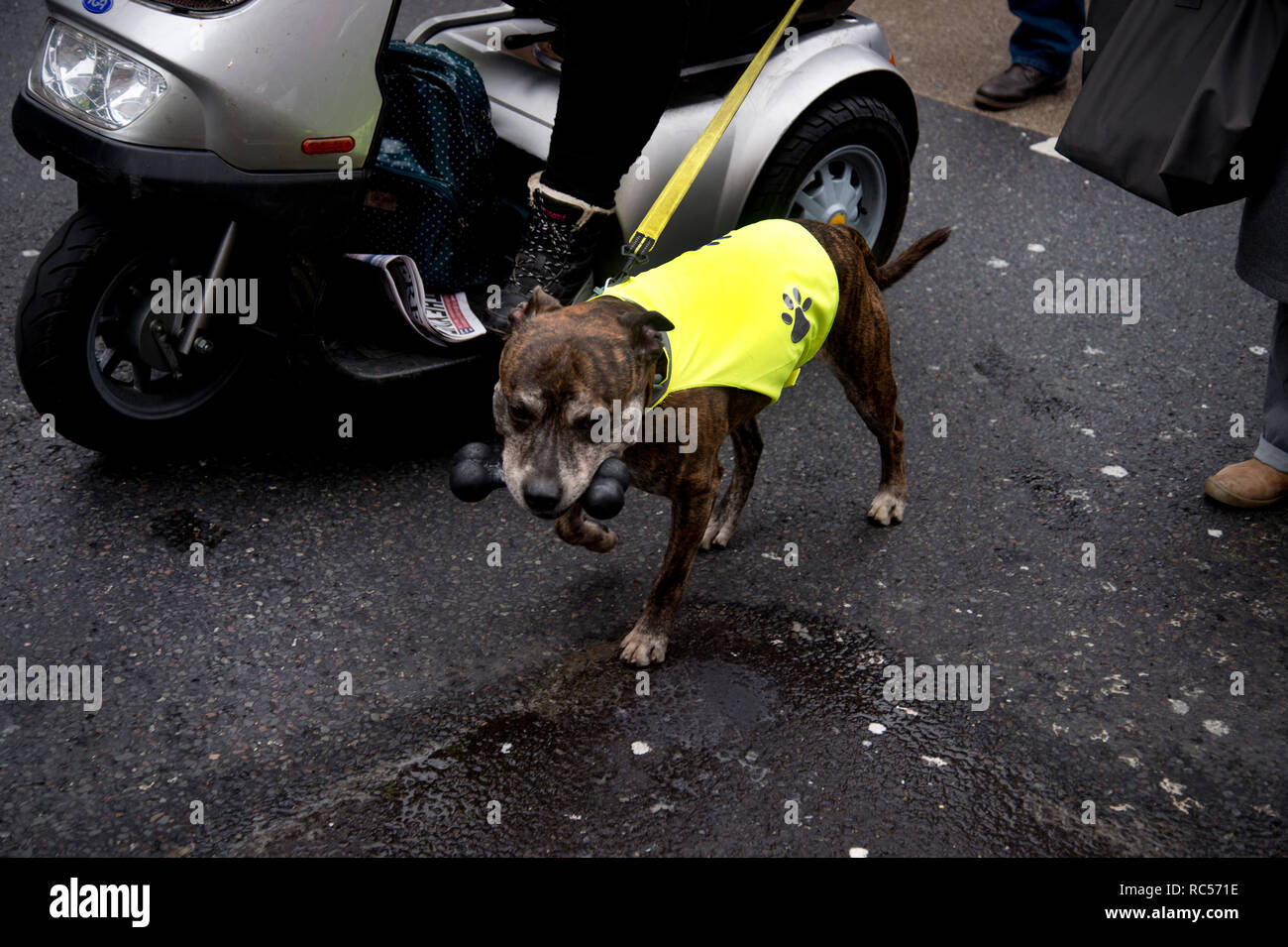 Demonstration von der Volksversammlung gegen Sparpolitik der Forderung nach einer allgemeinen Wahl. Ein Hund trägt eine gelbe Weste. Stockfoto