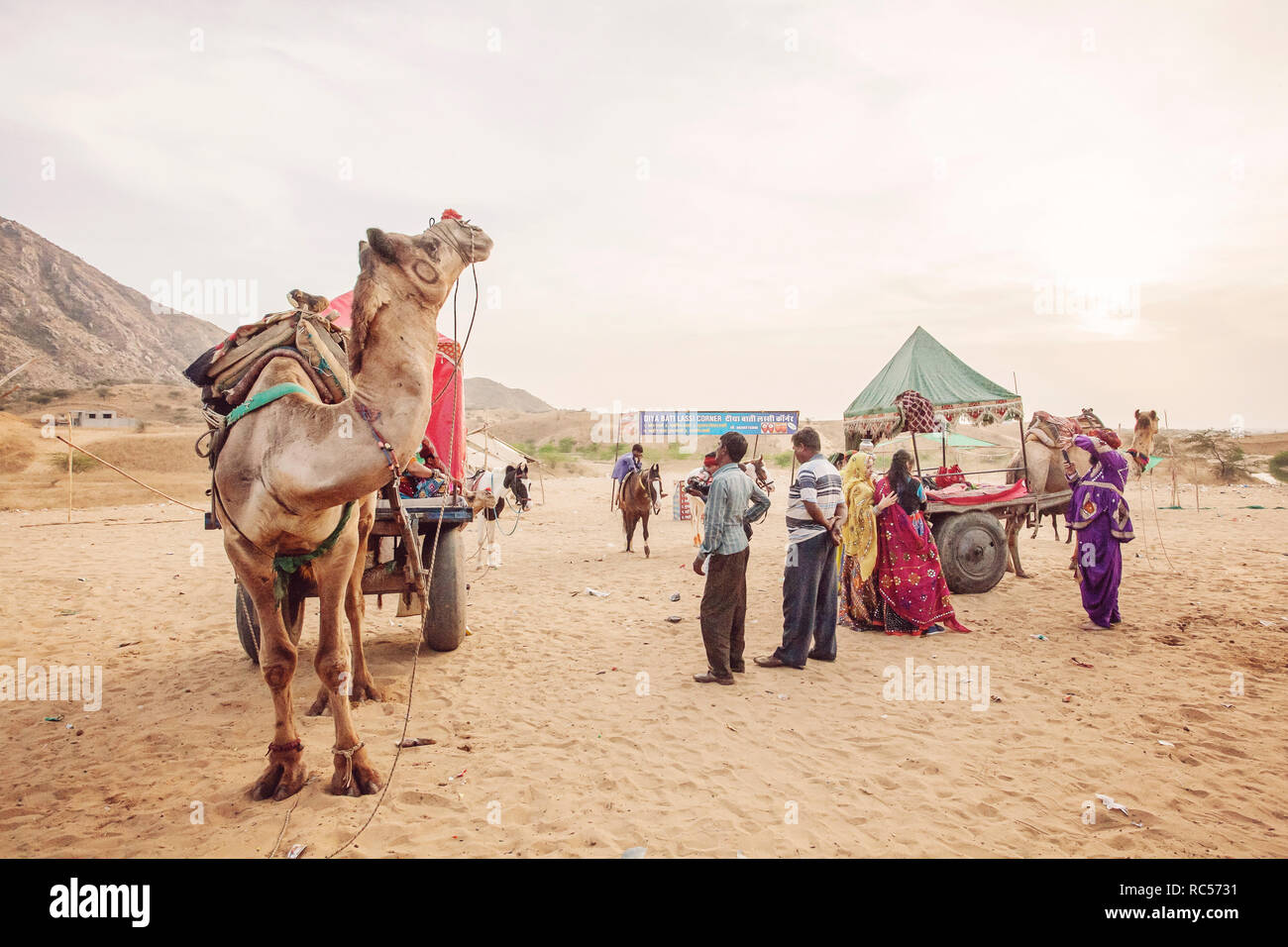 Pushkar, Rajasthan, Indien, Februar 2018: Kamel und Fahrzeug in Pushkar Wüste Stockfoto