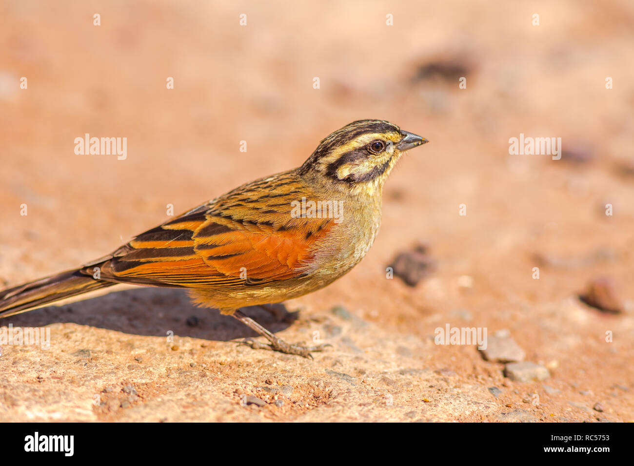 Kap Bunting auf dem Boden im Krüger Nationalpark, Südafrika. Ein kleiner Spatz mit gestreiften Kopf. Emberiza Capensis Arten der Familie Emberizidae. Stockfoto