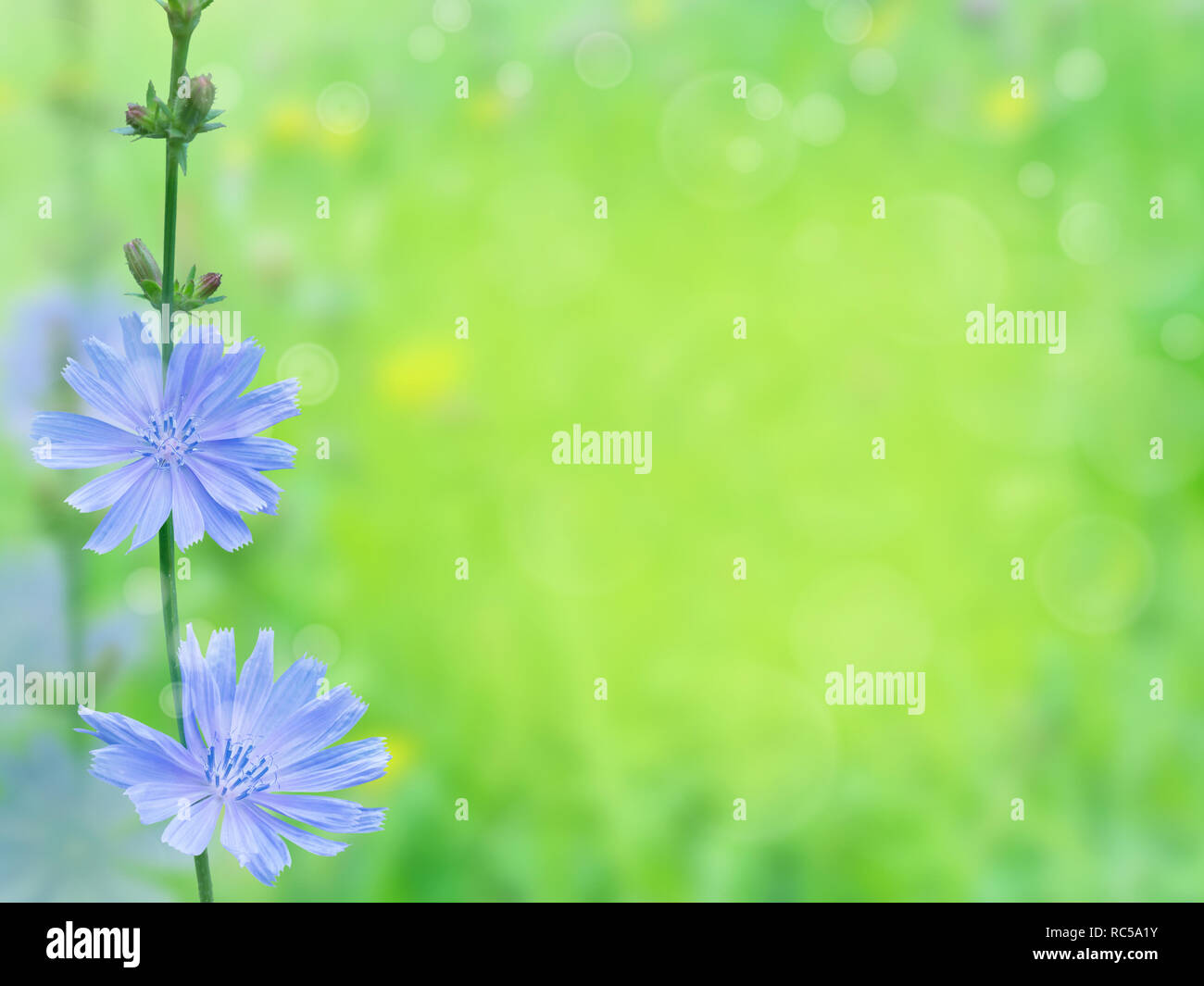 Chicorée blaue Blüten. Cuccory Zweig auf die unscharfen Sommer sonnig Feld Hintergrund. Stockfoto