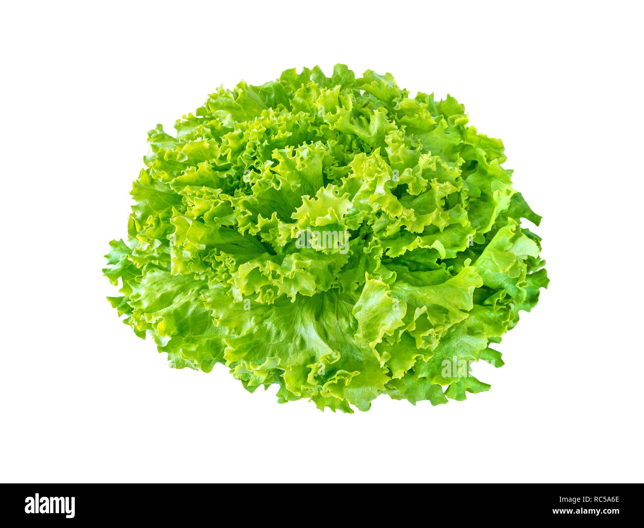 Batavia Salat Salat Rosette auf Weiß isoliert. Grüne grüne Veggie. Stockfoto