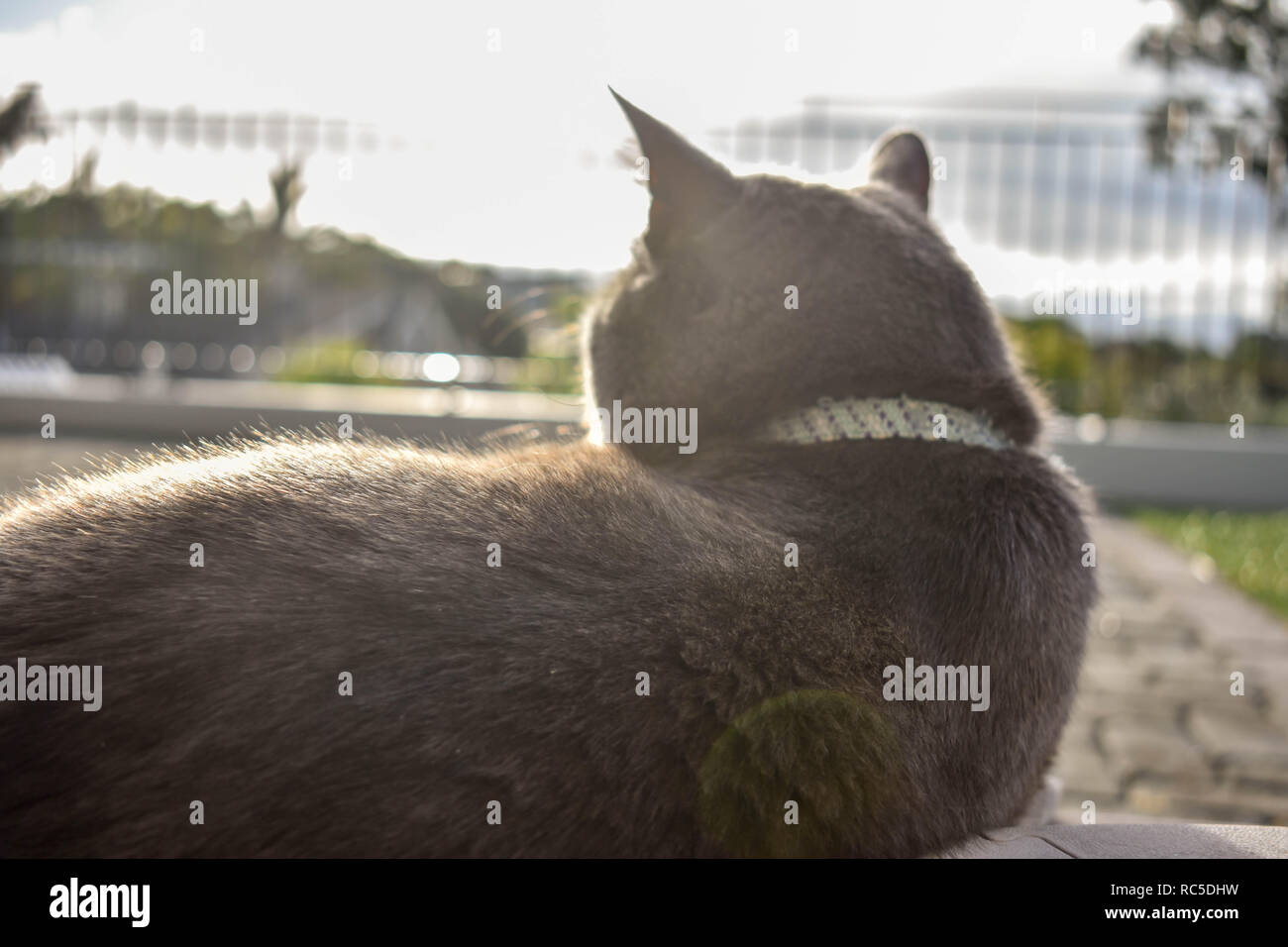 Katze mit Blick bei Sonnenuntergang Stockfoto