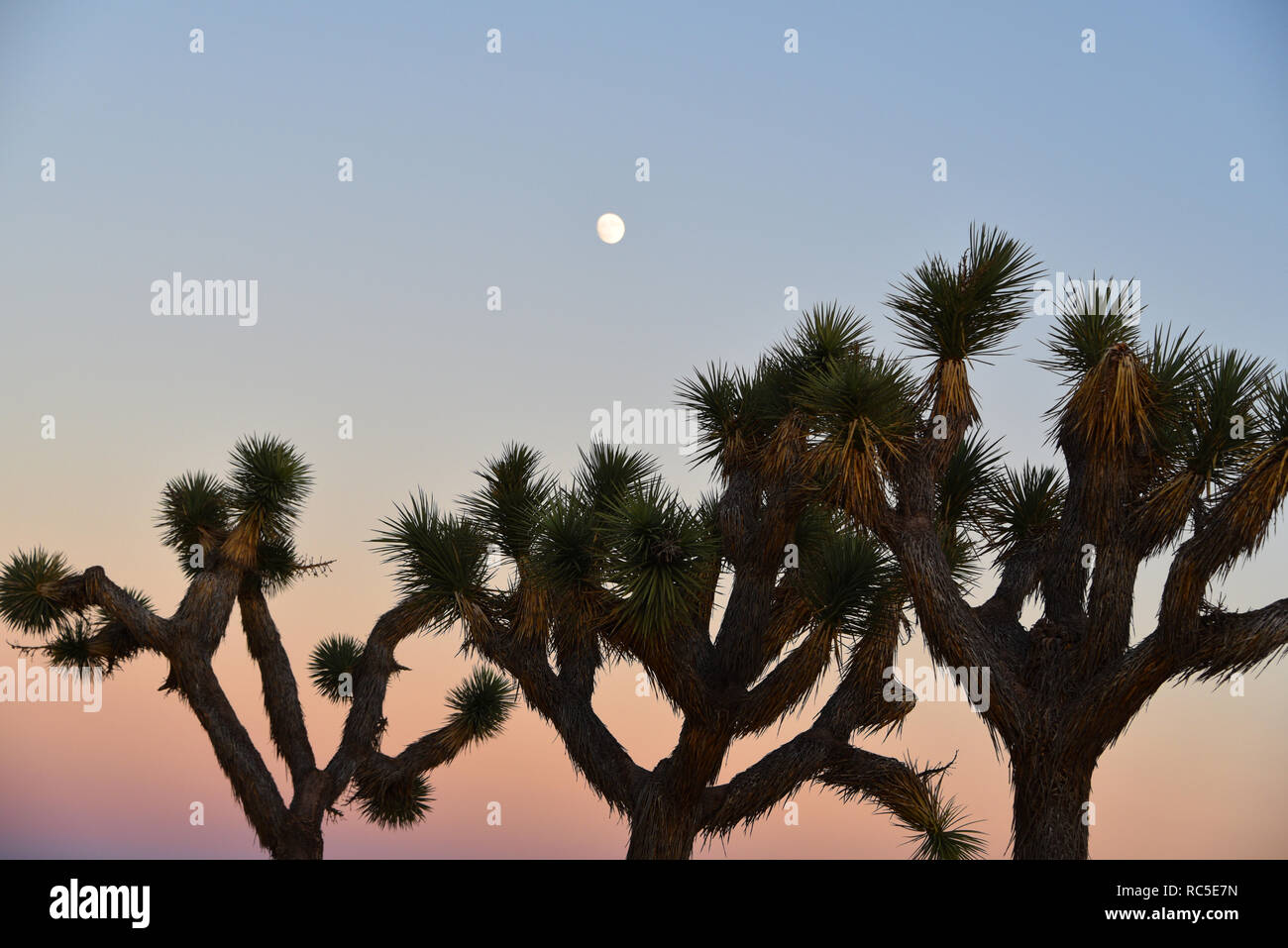 Schönen Sonnenuntergang und Mondaufgang hinter dem eindeutig shapedJoshua Bäume. Fotografiert n der Joshua Tree National Park im südlichen Kalifornien USA Stockfoto