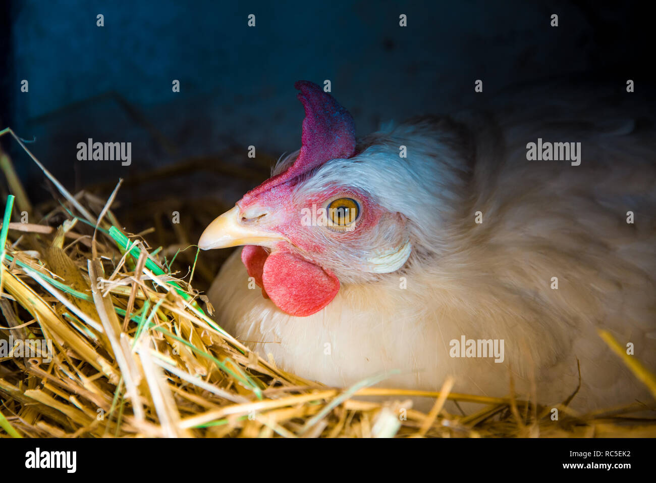 Vögel in einem Hühnerstall Stockfoto