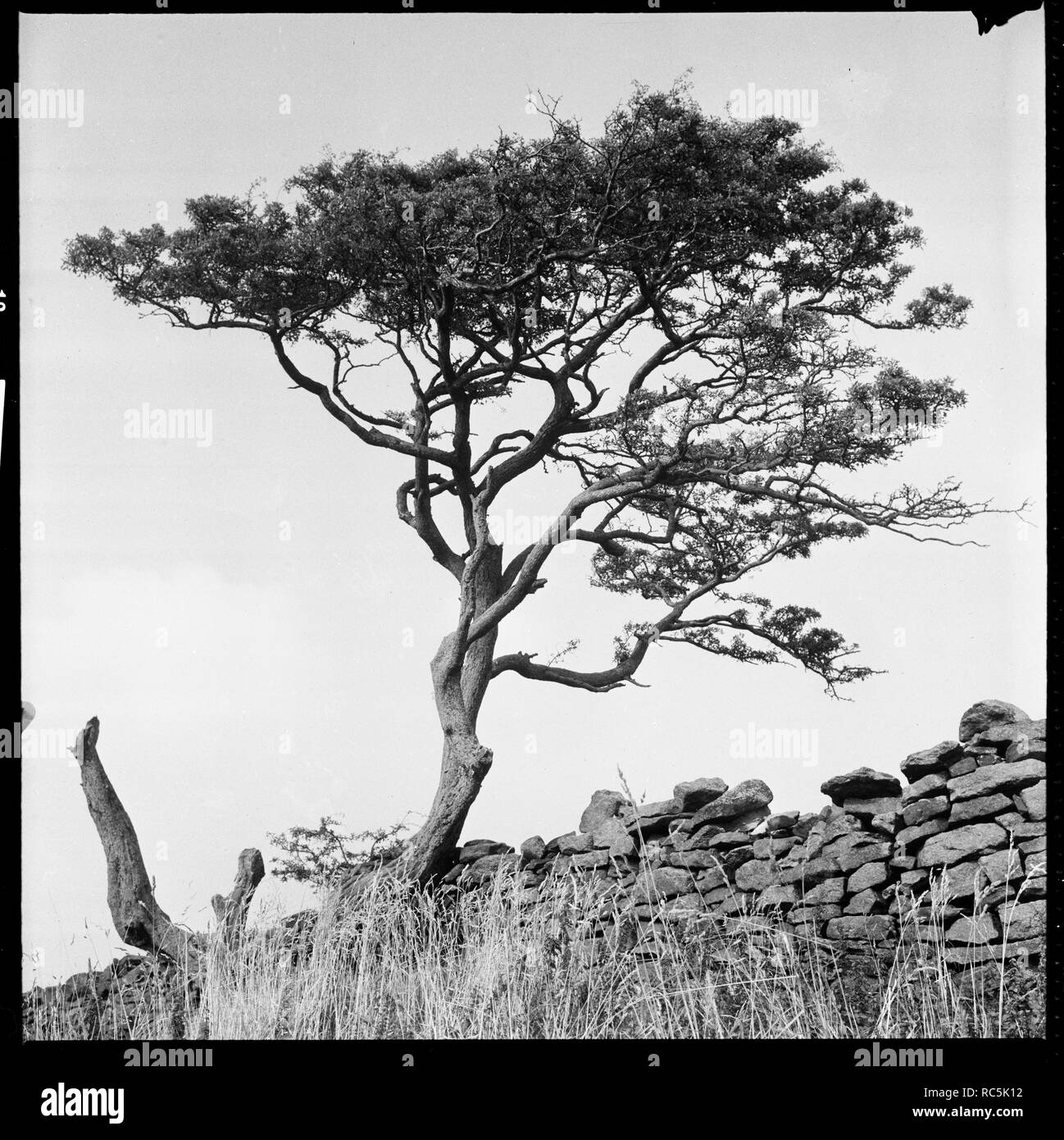 Windswept Baum neben einem trockenmauern Mauer, 1966-1974. Schöpfer: Eileen Deste. Stockfoto