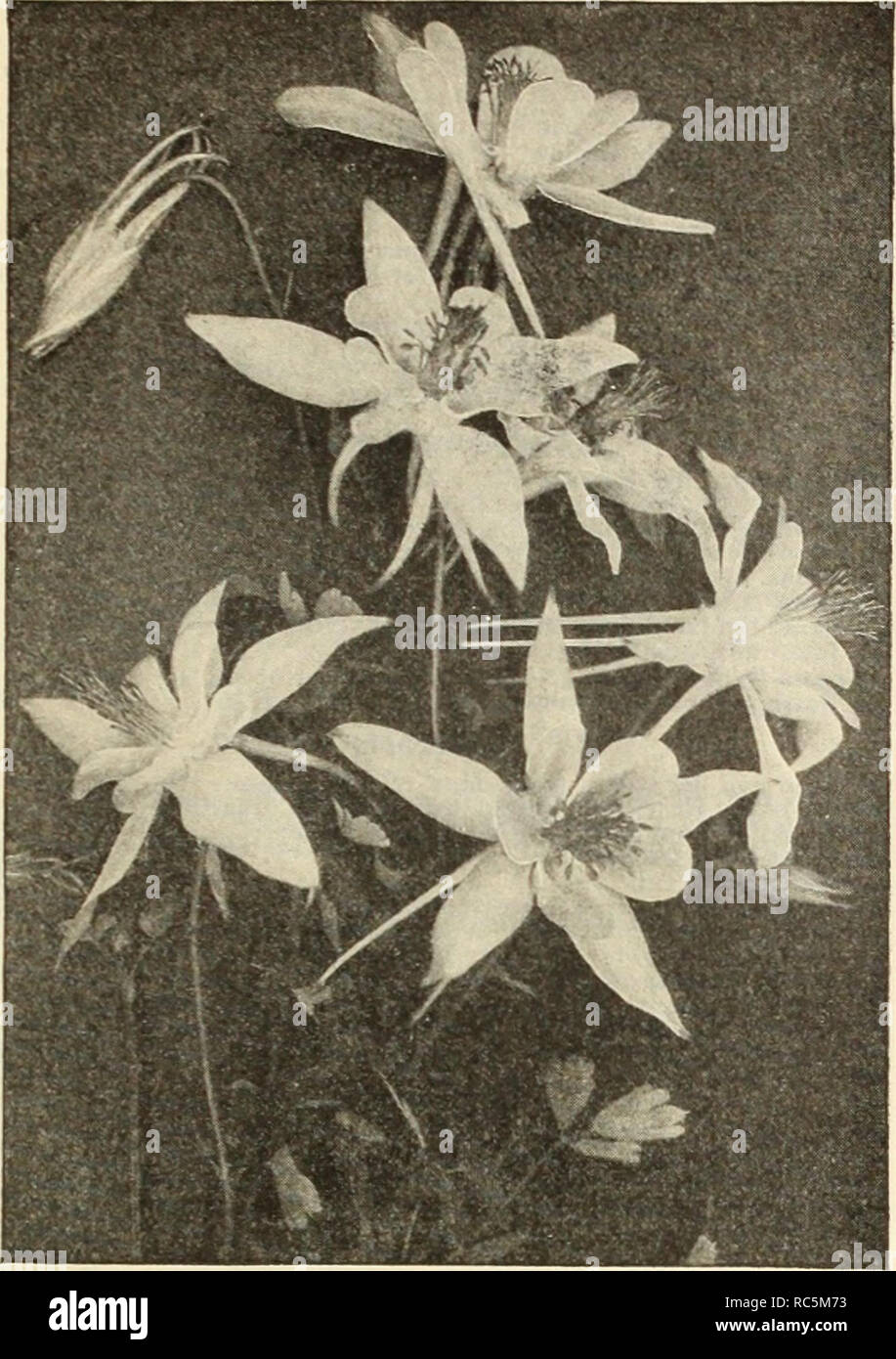 . Dreer's Mitte Sommer Katalog 1913. Blumen Samen Kataloge ; Obst ; Gemüse Samen Samen Kataloge Kataloge; Baumschulen (Gartenbau) Kataloge; Gartengeräte und Zubehör Kataloge. HENRY A. DREER. PHILADELPHIA - Blumen Samen 33. AQUILEGIA ODER COLUMBINE Anthemis. pro Pck. Kelwayi {Hardy Marguerite). Eine sehr zufrieden stellende winterharte Staude, Lager alle Sommer Daisy - wie gold-gelben Blüten; 2 Füße. Pro'/i Oz.. 25 cts 10 Aquilegia (akelei). Californlca Hybrida. Eine herrliche Art, die Herstellung von exquisiten Blumen, meist in Gelb- und Orangetönen, alle mit langen Sporen. Je % Oz, 50 cts. 10 Canade Stockfoto