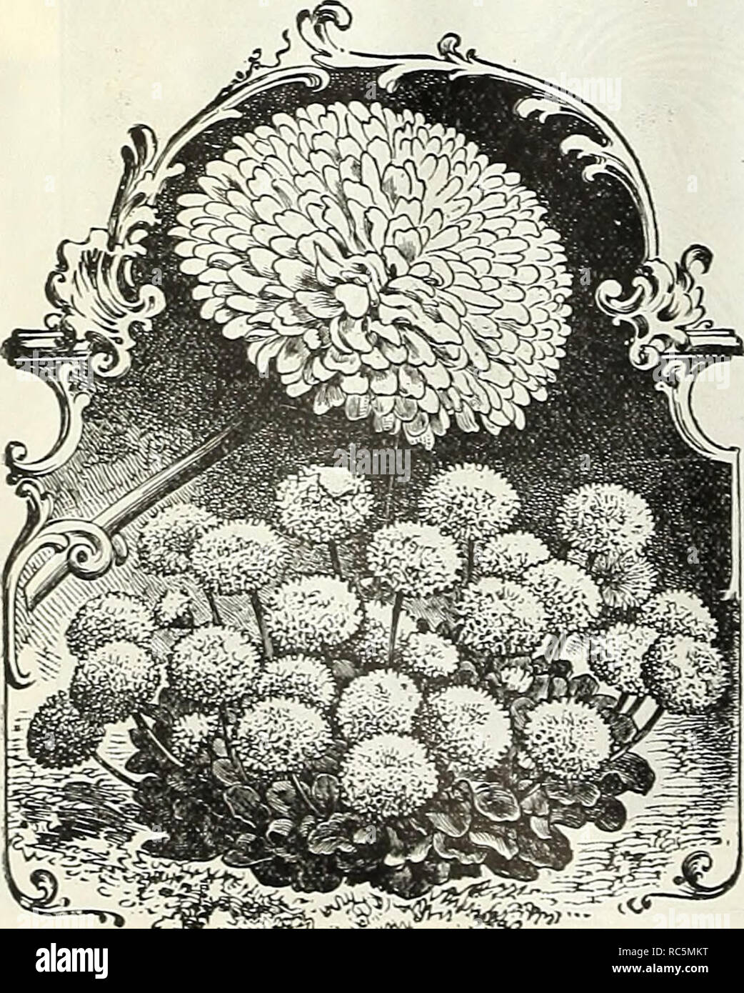 . Dreer's Mitte Sommer Katalog 1907. Blumen Samen Kataloge ; Obst ; Gemüse Samen Samen Kataloge Kataloge; Baumschulen (Gartenbau) Kataloge; Gartengeräte und Zubehör Kataloge. AQUILEGIA (AKELEI) AKELEI oder Columbine. Californica Hybrida herrliche Art, die Herstellung von exquisiten Blumen, meist in Gelb- und Orangetönen, alle mit langen Sporen. Je % oz., 60 cts. Folkestone. Scarlet und Gelb. EINEDER der hellste. K 0 Z 25 C Chrysantha (Golden angetrieben). Helles goldgelb; 3 Füße. Je % oz., 40 cts - Alba (weiße angetrieben). Einen schönen reinweiß. Pro J^oz. soc. (Ccerulea Pocky Berg Col Stockfoto