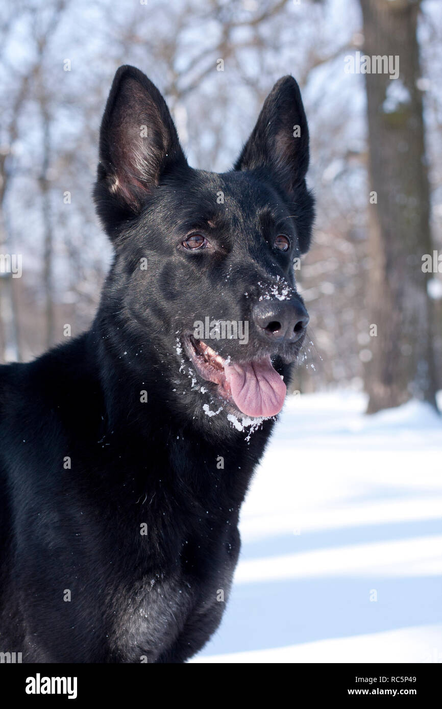 Portrait Hund, schwarzer Schäferhund Spaß im Winter verschneite Wald Stockfoto