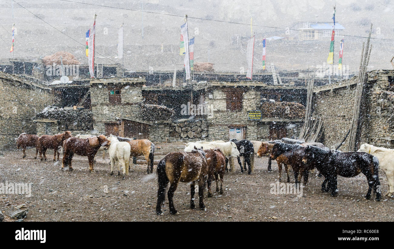 Eine Herde von Pferden mit Schnee, Manang, Annapurna Circuit, Nepal Stockfoto