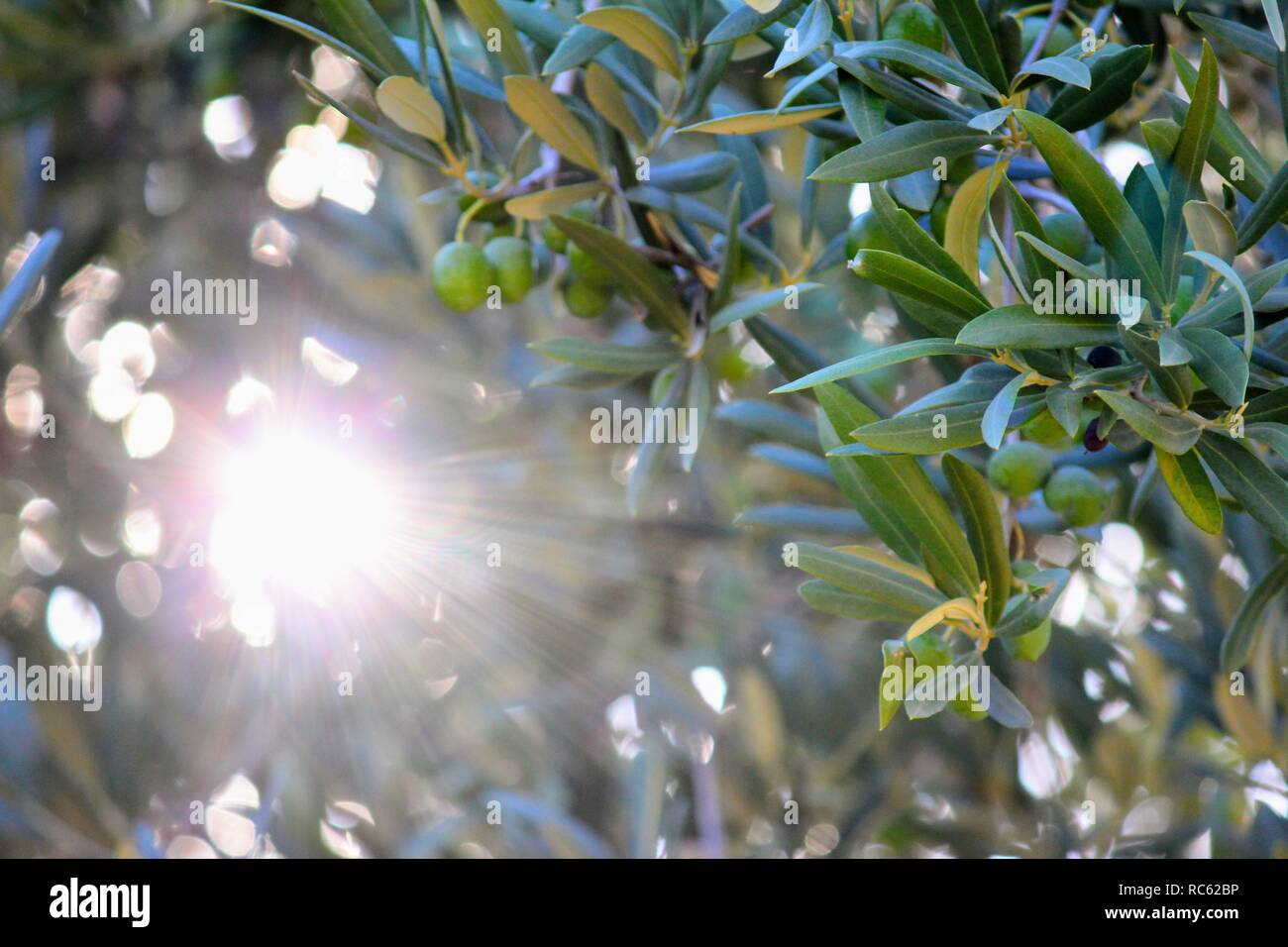 Olive Tree mit Oliven, mit einem Sonnenstrahl Stockfoto