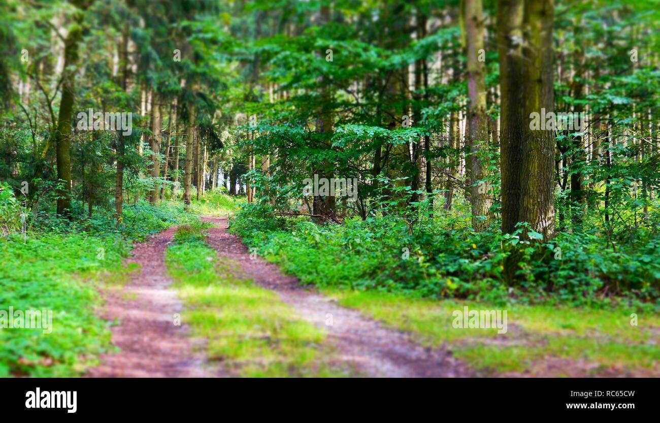 Wald mit Pfad, Bäume und grüne Blätter Stockfoto
