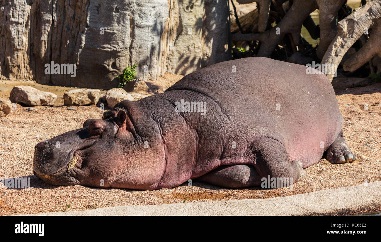 Schlafen Nilpferd (Hippopotamus amphibius, Familie: Hippopotamidae). Stockfoto