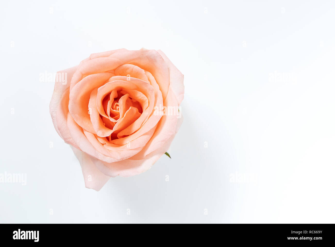 Blick von oben auf die Single rosa Rose Blume blühen auf weißem Hintergrund Stockfoto