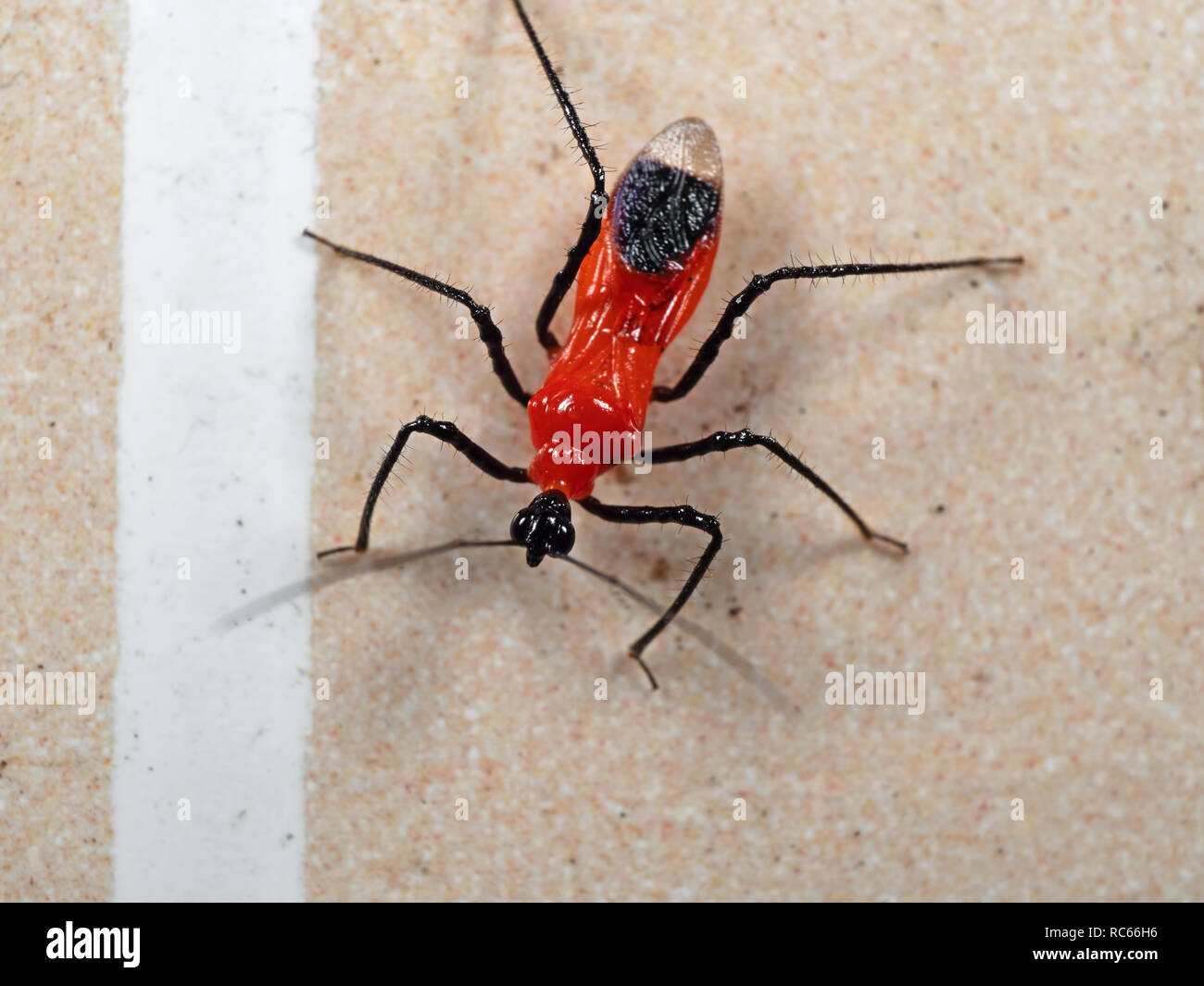 Makrofotografie von Assassin Bug oder Zelus longipes auf dem Boden Stockfoto