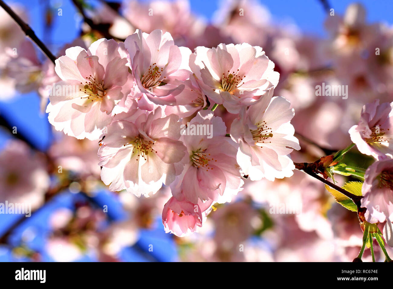 Hintergrundbeleuchtung Kirschblüten schließen oben mit blauer Himmel im Frühjahr. Helsinki, Finnland. Stockfoto