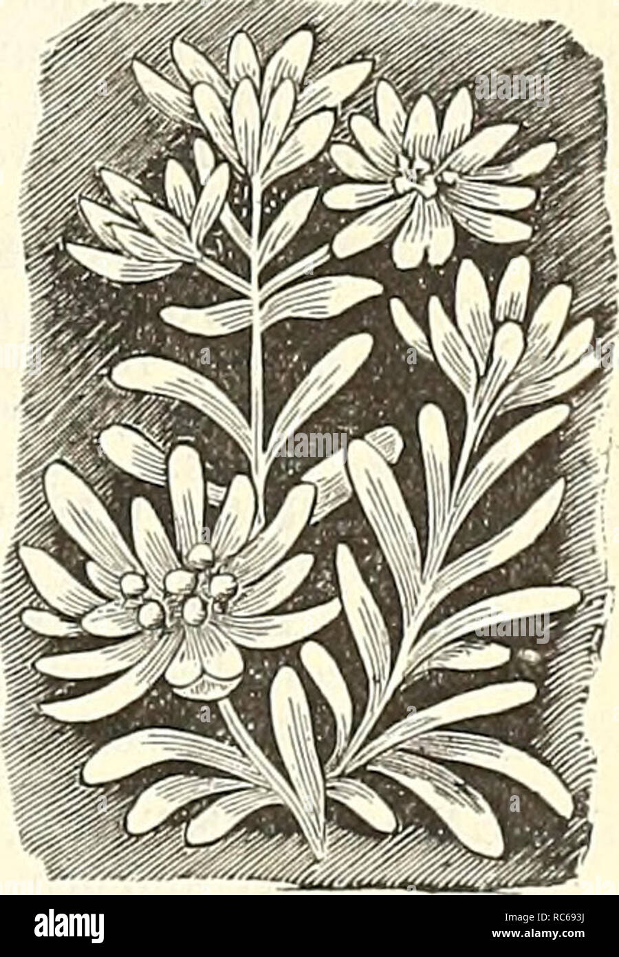 . Dreer's Garten Kalender 1891. Samen Kataloge; Baumschulen Kataloge