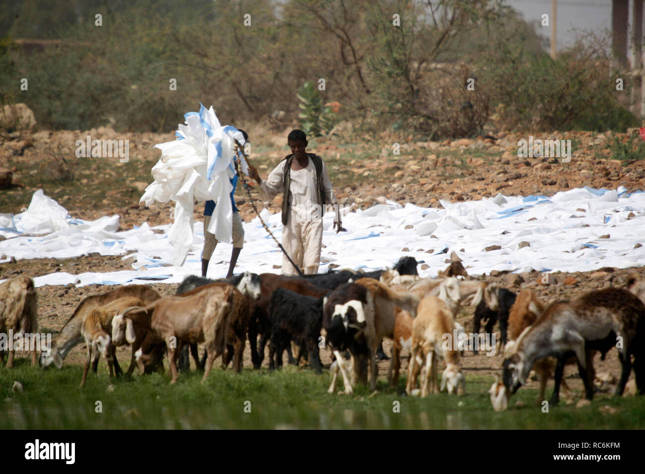 Khartum, Sudan. 14 Jan, 2019. Eine Sudanesische herder Hirten seine Ziegen, als sie auf der Bank des Weißen Nil in Khartum, Sudan, Januar 14, 2019 Weiden. Credit: Mohamed Khidir/Xinhua/Alamy leben Nachrichten Stockfoto