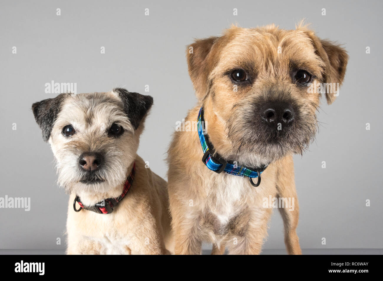 Border Terrier (Erwachsene und Welpe). Britische Doggy-Freunde. Doppelte Probleme! Stockfoto