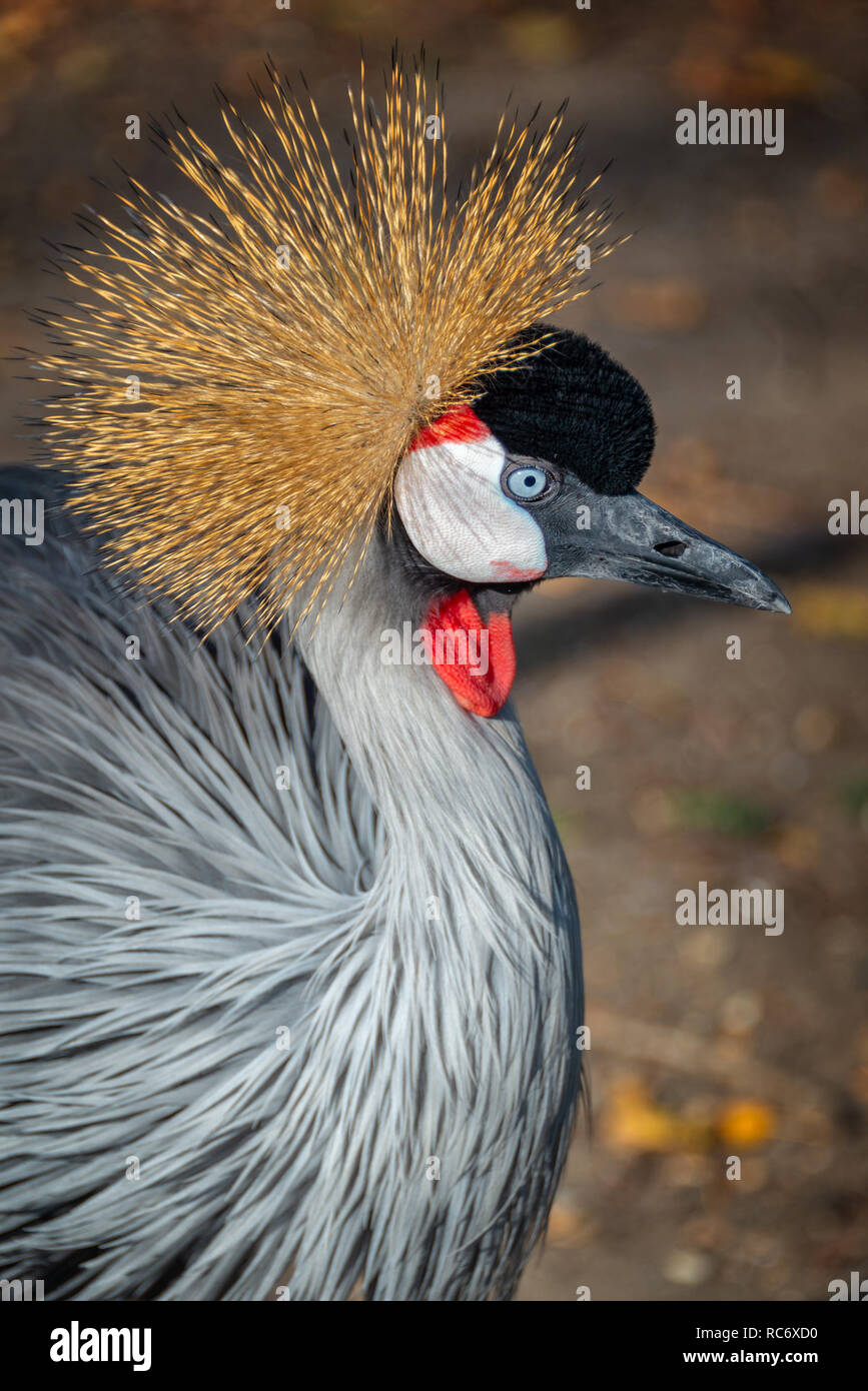 Grey gekrönt Kran (Balearica Regulorum) Stockfoto
