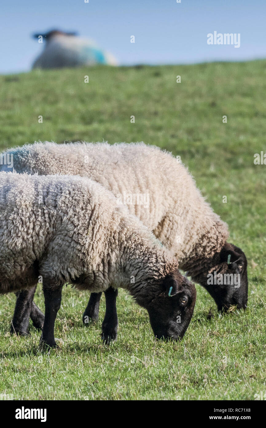 Schwarz konfrontiert Schaf Ovis aries Beweidung in einem Feld. Stockfoto