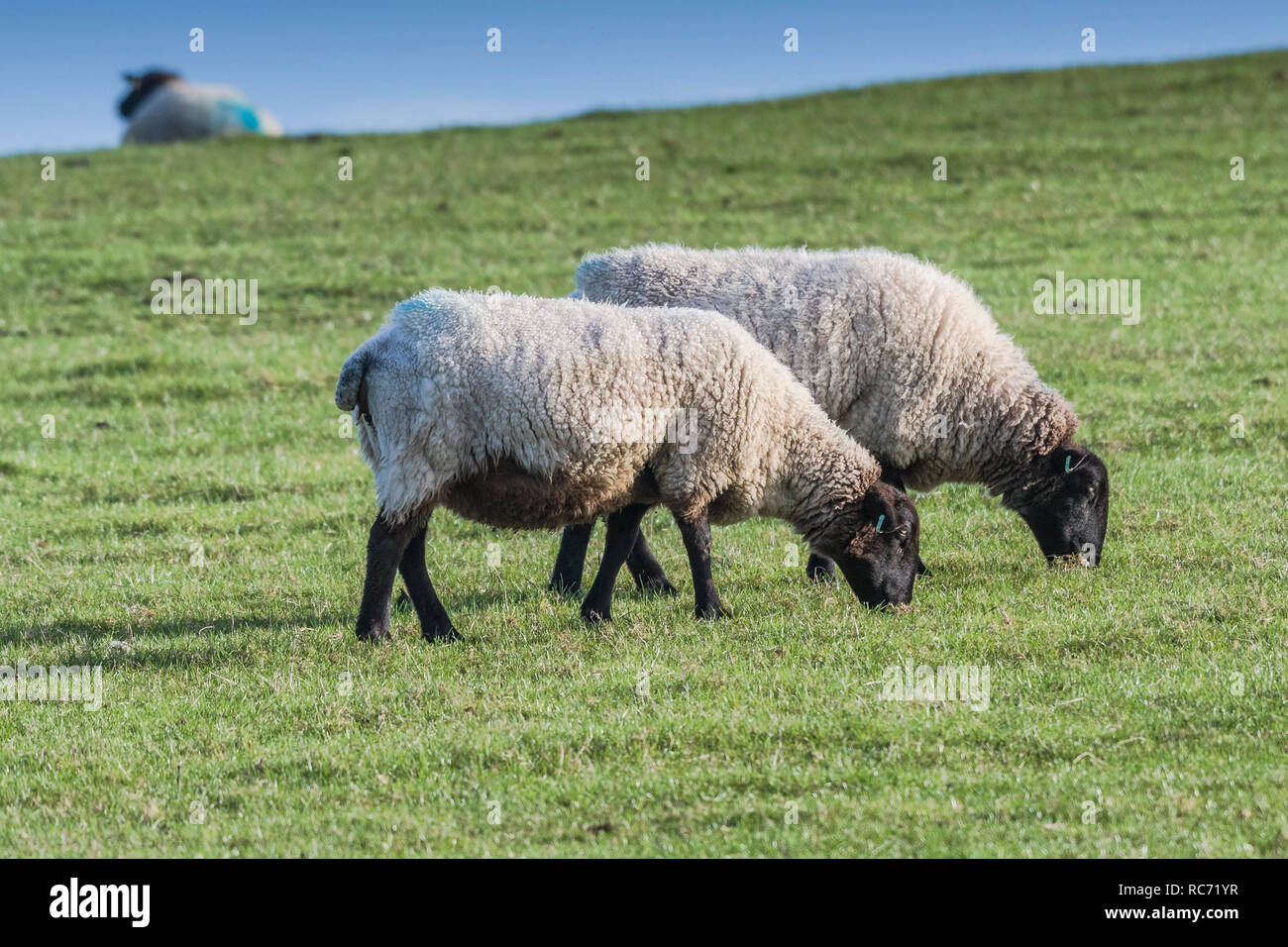 Schwarz konfrontiert Schaf Ovis aries Beweidung in einem Feld. Stockfoto