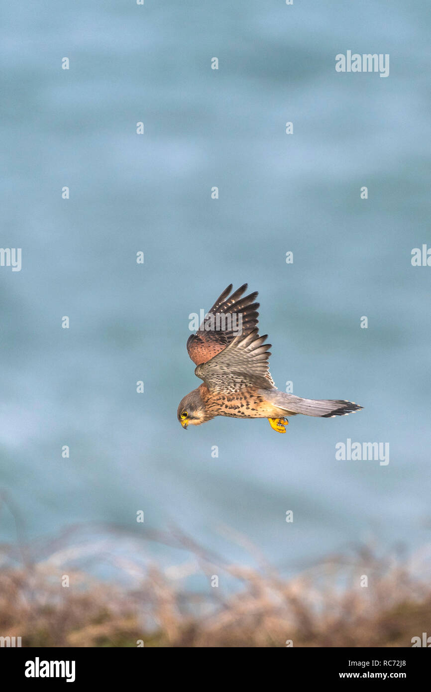 Ein Turmfalke Falco tinnunculus Schweben und die Jagd nach Beute. Stockfoto