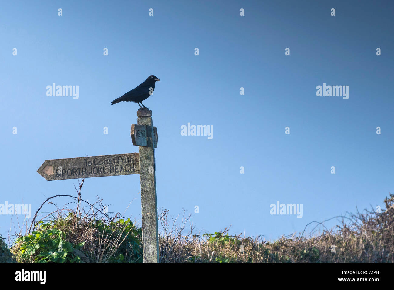 Eine Rabenkrähe Corvus corone thront auf einem hölzernen Wegweiser in der Nähe des South West Coast Path auf Pentire Punkt westlich in Cornwall. Stockfoto