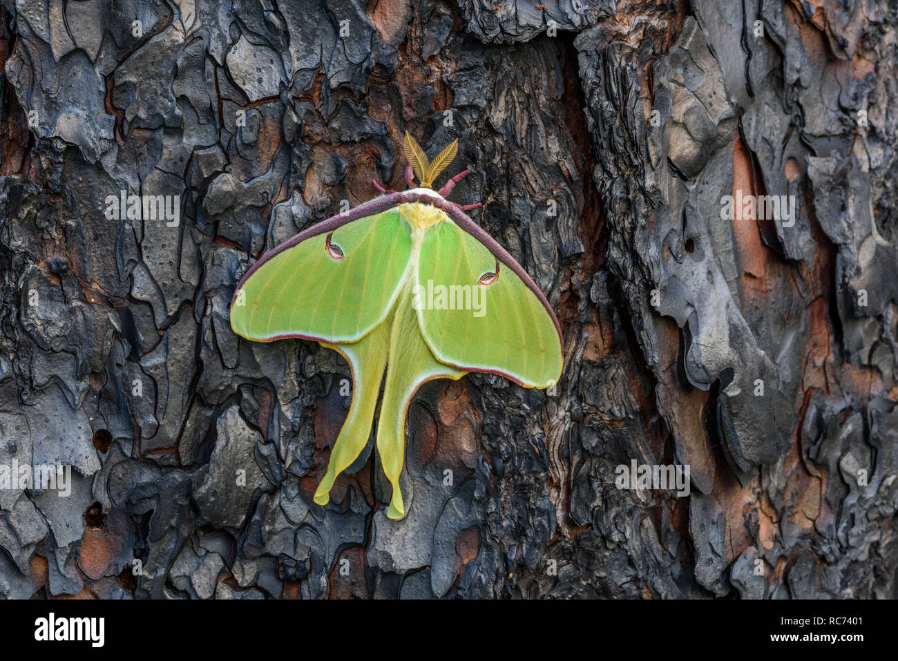 Luna Moth (Actias Luna) auf gebrannten Longleaf Pinienrinde. Neu entstandenen männlich. Leere Kokon wurde am Boden unter den Motten gefunden! Francis Marion NF. Stockfoto