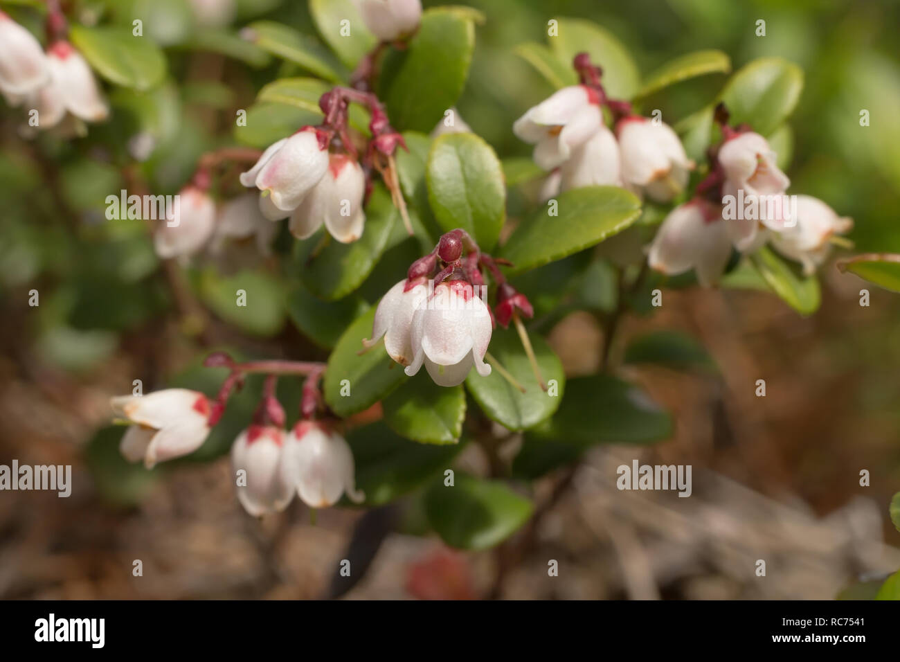 Blüten und Blätter Preiselbeeren close-up mit unscharfen Hintergrund Stockfoto