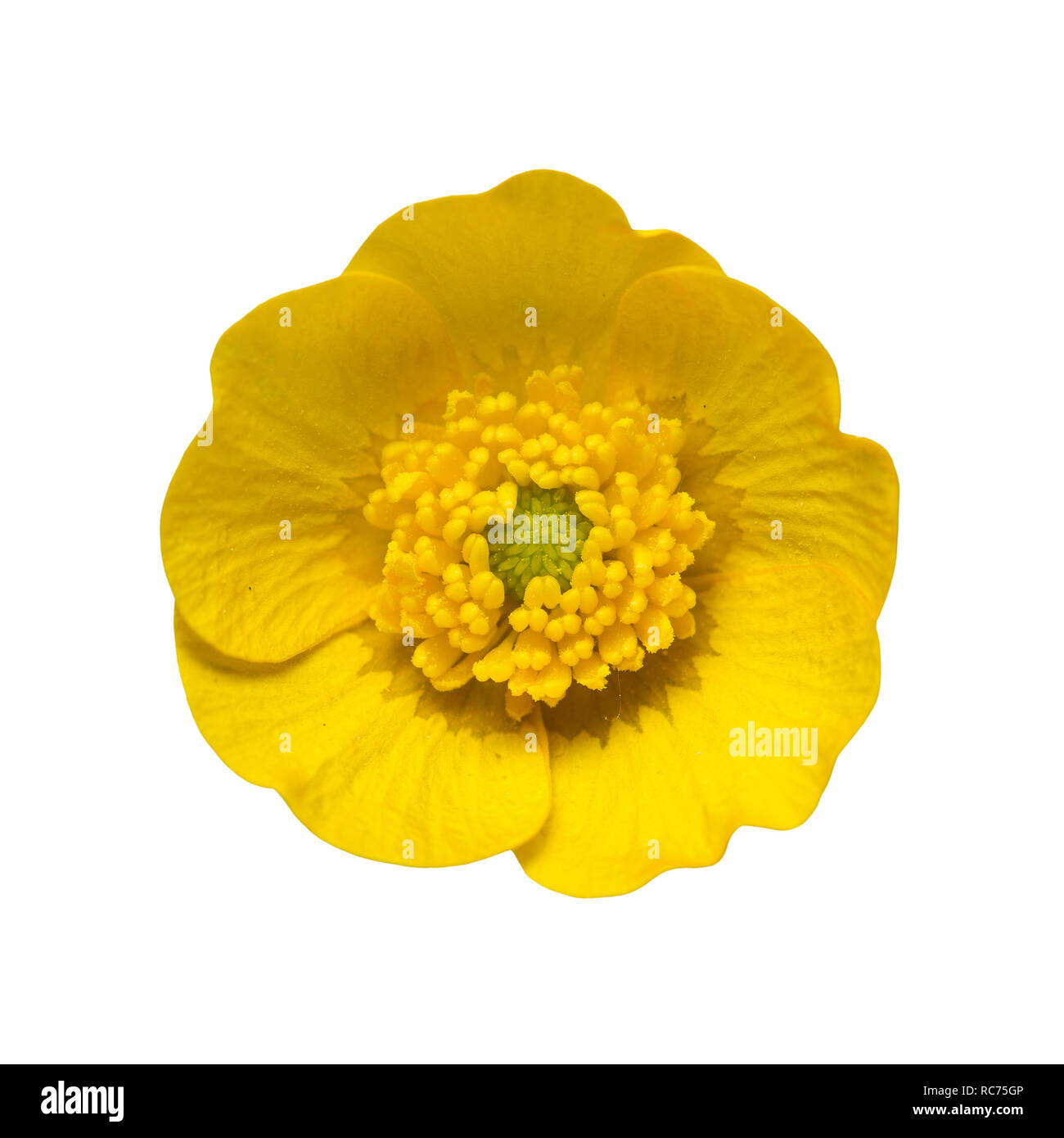 Blüte Gelb Ranunculus Buttercup isoliert auf weißem Hintergrund Stockfoto