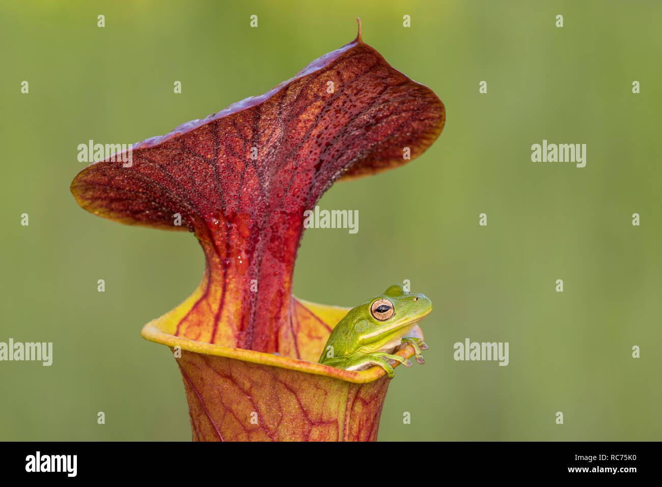 Grüne Treefrog (Hyla cinerea) in Gelb Kannenpflanze (Sarracenia flava). Wie in flava Pircher am frühen Morgen gefunden. Francis Marion NF, SC. Stockfoto