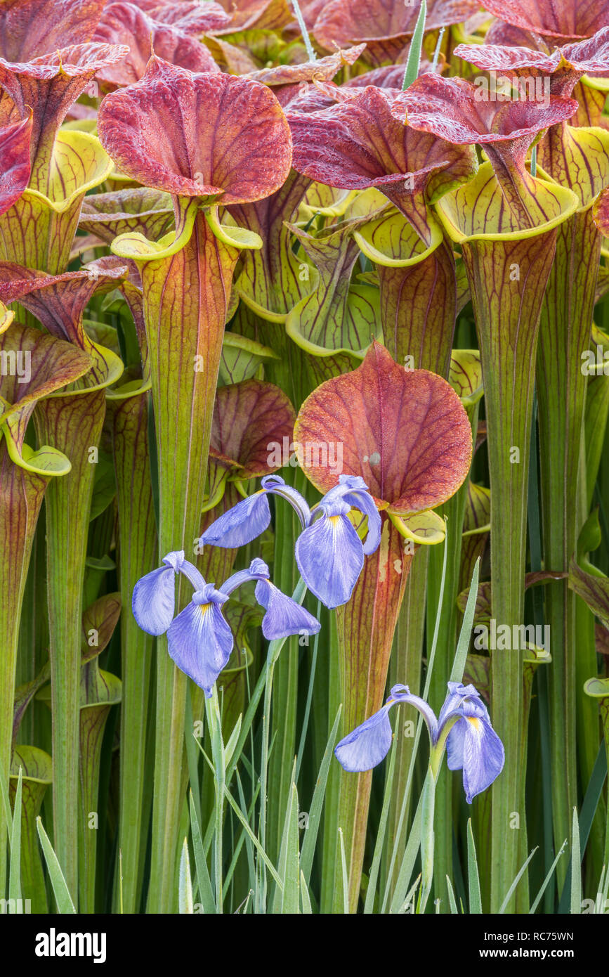 Gelbe Schlauchpflanzen (Sarracenia flava) Üppigen post Wachstum brennen mit einem Trio der blühende Savanne Iris (Iris tridentata) Francis Marion NF, SC. Stockfoto