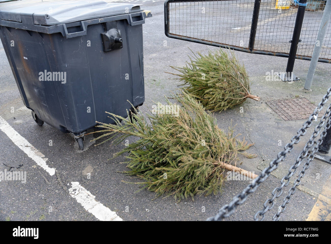 Zwei ausrangierte Weihnachtsbäume nach der festlichen Jahreszeit. Warten auf die Müllabfuhr und/oder Recycling. Stockfoto