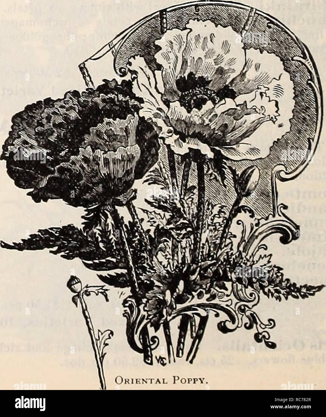 . Dreer's Garten Kalender: 1900. Samen Kataloge; Baumschulen Kataloge; Gartengeräte und Zubehör Kataloge; Blumen Samen Kataloge; Gemüse; Früchte Samen Samen Kataloge Kataloge. P^OPTIKUSHYPOPLASIE Thnuifolia. Adelbeit. Weiß schattiert Rosa. Athlet. Dunkle ro^e. Comtesse de Tudor. Deli - cate Blush weiß. Finilia. Fleisch Farbe. Elisabeth. Brillante Rosy Red. Louise Mouchelet. Lachsrosa. Heiidersoni. Rosa. Mouton. Weiß, Lila. Meine. Stuart Low^e. Lachsrosa. Papaveracea. Flieder, gestromt, Violett. Regina Belg - ica. Helle rose. Ich Wilhelm Tell. Weiß. $ 1,00; § 10,00 pro Doz. PAP AVER (Mohn) Stockfoto