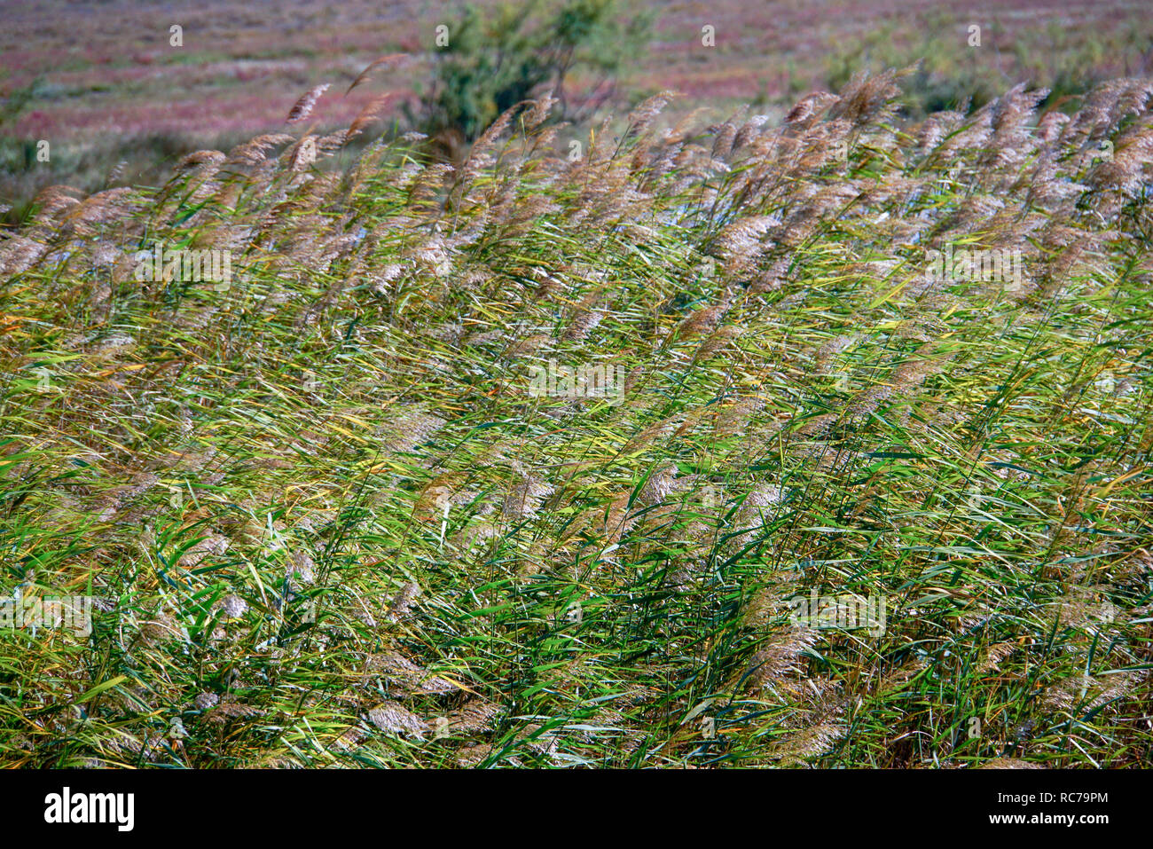 Schilf wächst im Sumpf, verursacht durch die Evros, Thrakien, Griechenland Stockfoto