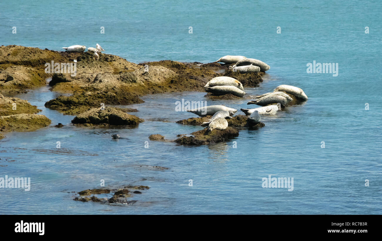 Sonnenbaden Dichtungen am Ufer der Insel Sachalin in Russland Stockfoto