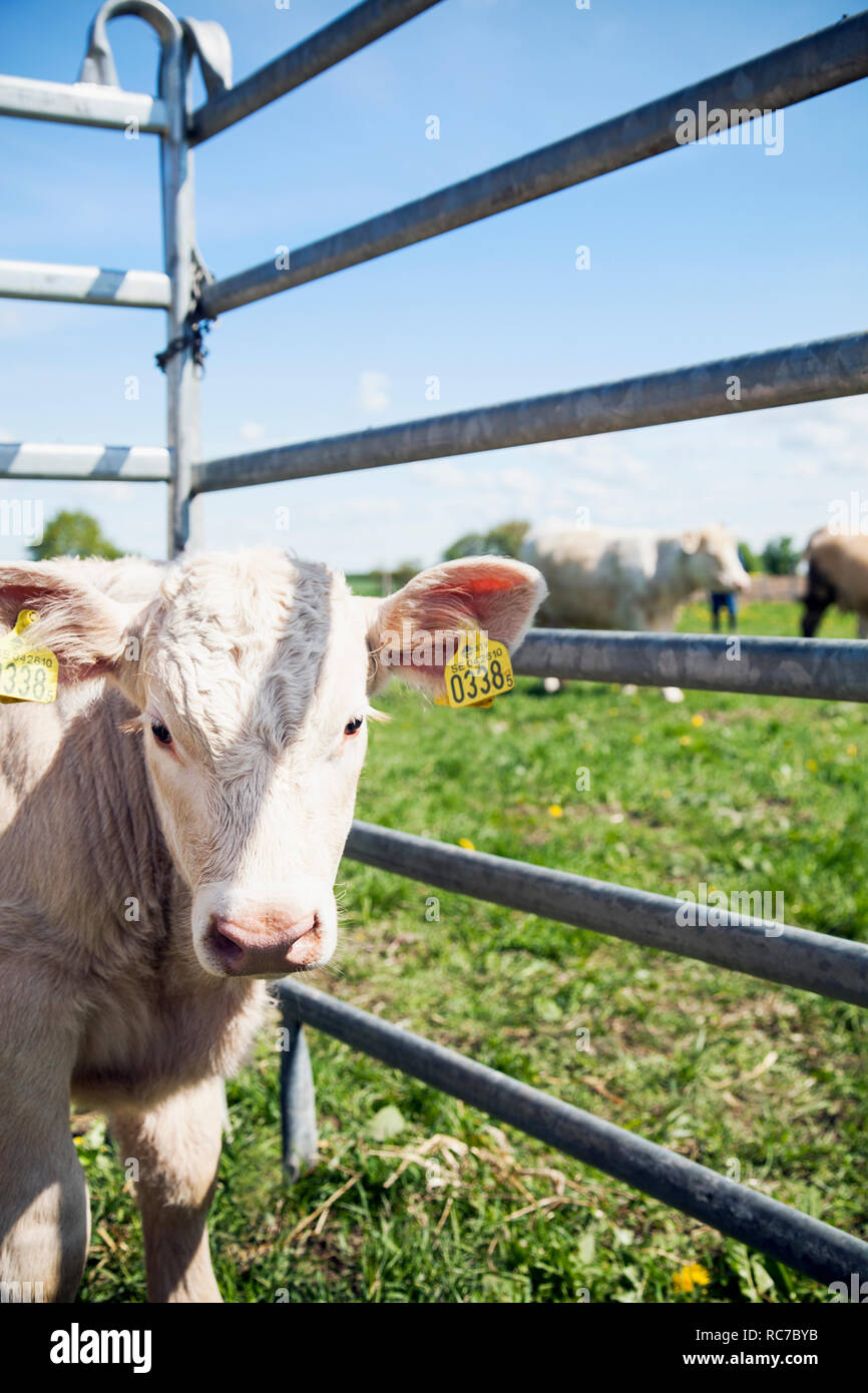 Junge Kuh im Käfig Stockfoto