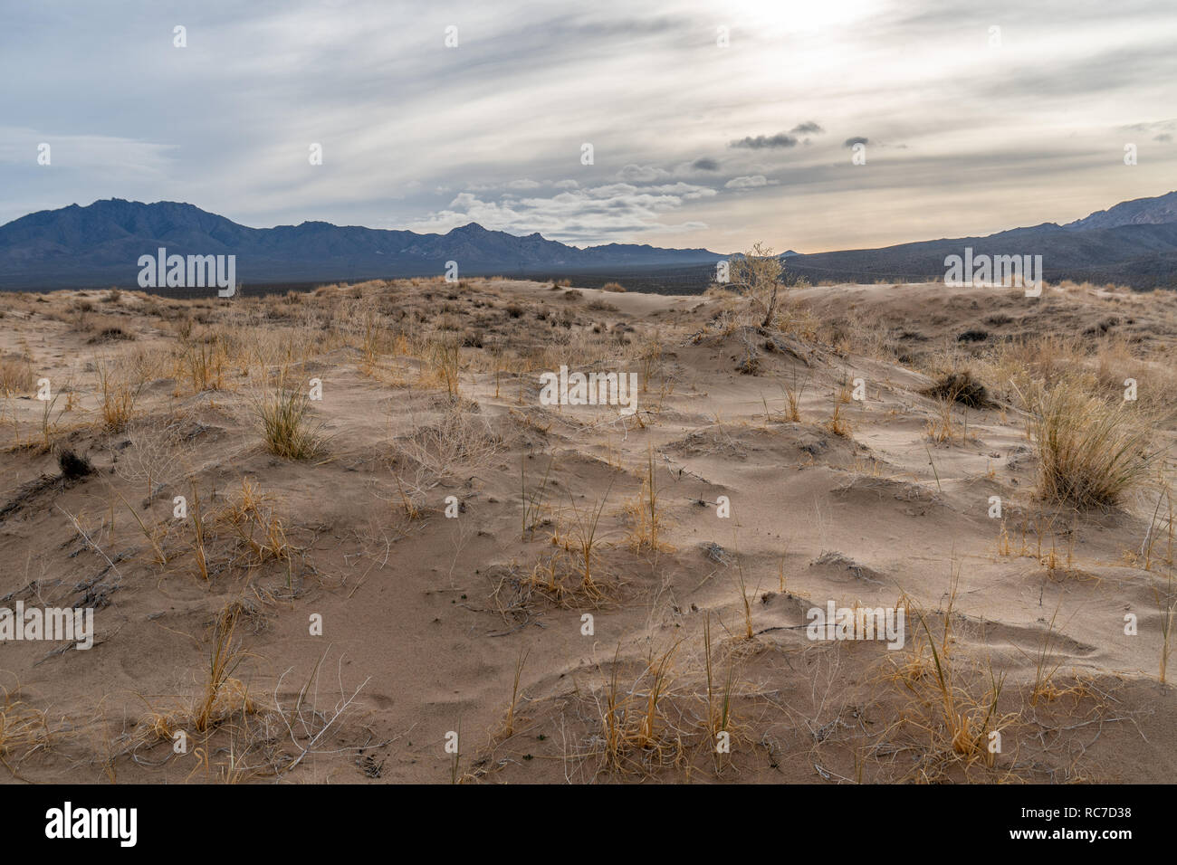 Pflanzen wurzeln Festhalten am Sand Erstellen von kleinen Hügeln rund um sich selbst, Kelso Sanddünen, Mojave National Preserve, Kalifornien Stockfoto